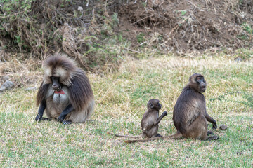 Group of Gelada monkeys (Theropithecus gelada) in Simien mountains, Ethiopia