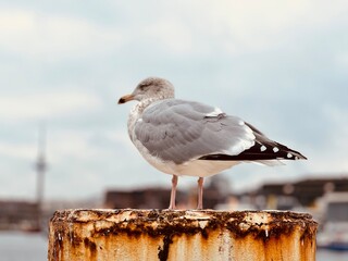 seagull on the beach