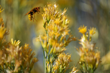 Biene im Anflug auf eine gelbe Blume auf einer Blumenwiese im Sommer