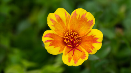 Yellow flower on green