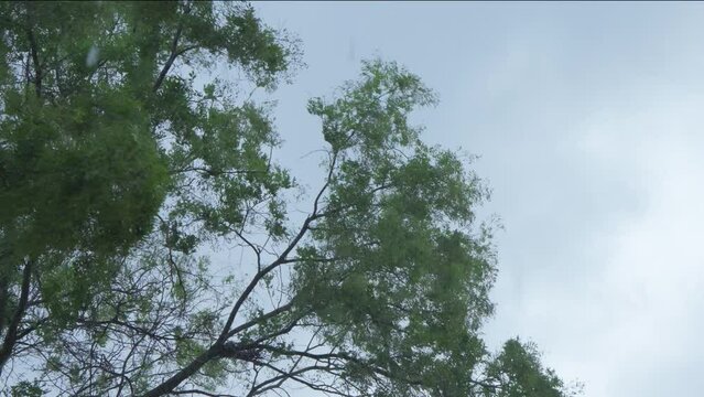 Large tree sways under influence of wind during heavy rain.