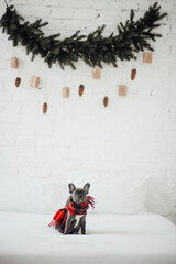 Funny gray puppy french bulldog dressed Xmas clothing at home holiday setting