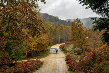 Incredible landscape of beech trees with orange autumn colors in the Gorbea natural park in Álava...