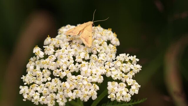 A yellow moth foraging on a white flower