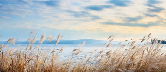 In the stunning landscape of Seewinkel National Park in Burgenland Austria lies Lake Neusiedl a breathtaking body of water surrounded by reed covered shores - obrazy, fototapety, plakaty