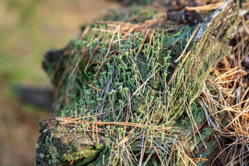 Moss and True cup lichen on an old stump. Pixie Cup Lichen. Cladonia chlorophaea. Cladonia pyxidata. Selective focus. Kreminna Nature Reserve, Lugansk reg., Ukraine.