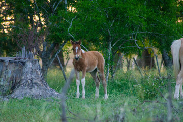 caballo en la naturaleza al atardecer