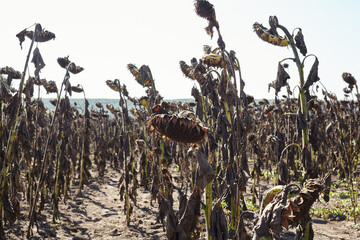 A field of sunflowers, dried plants on a field of sunflowers.