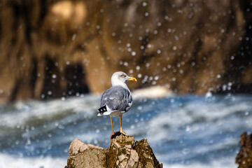 Gaviota, Patiamarilla, Ave, Larus michahellis 