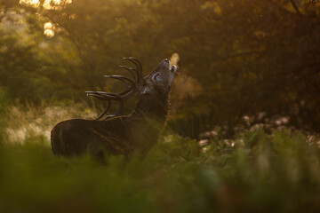 the red deer (Cervus elaphus) in rutting season, bugling early in the morning