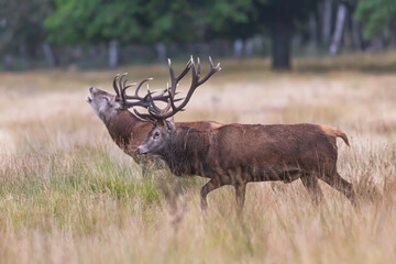 the red deer (Cervus elaphus) in rutting season, challenge the opponent to a duel