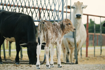 Brahman calf with cow herd in background on ranch