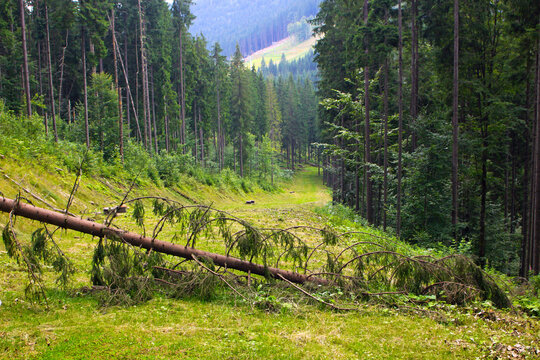 Fallen pine-tree across the track of Bukovel ski resort in summer, Carpathian mountains, Ukraine