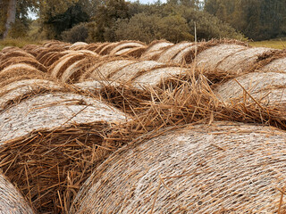 Close-up of haystacks in the field, made by farmers for winter preparations, are rolled and baled as fodder and feed for the animals in the rural scene.