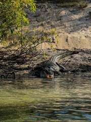 Vertical shot of an American alligator on the shore of a lake in the countryside