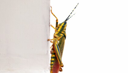 Closeup of a grasshopper on a white wall - Powered by Adobe