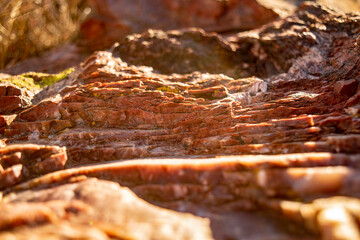 petrified wood closeup