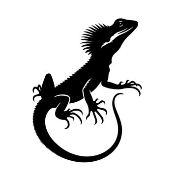Frilled Neck Lizard Vector Logo Art