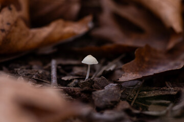 Dream Under the Forest: Journey with Mushroom Photographs, fungi