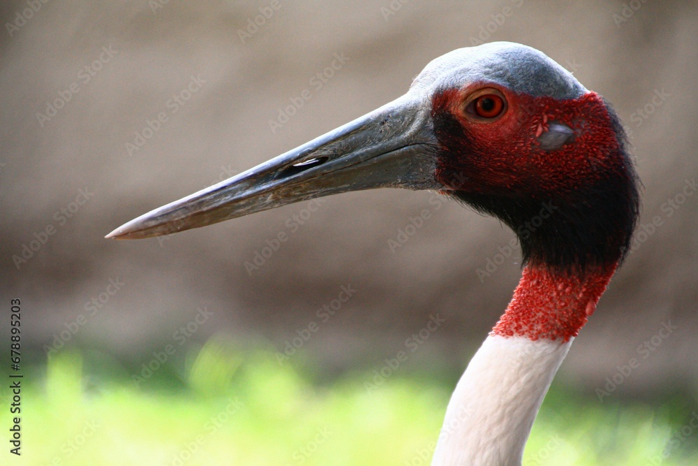 Canvas Prints Beautiful view of a bird with a long beak and a reddish face looking ahead at the grass