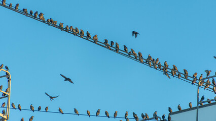 Estorninos, Aves, Grupo, Bandada, Plaga