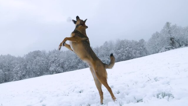 SLOW MOTION: Energetic doggo jumps high in the air to catch a flying snowball. Adorable mixed breed dog enjoys playing and running around in freshly fallen snow. Winter dog walk in snowy countryside.