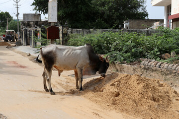 Mucca in mezzo la strada
