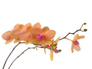 Unusual orange flowers of Phalaenopsis orchid, moth orchid, butterfly, anggrek bulan or moon...