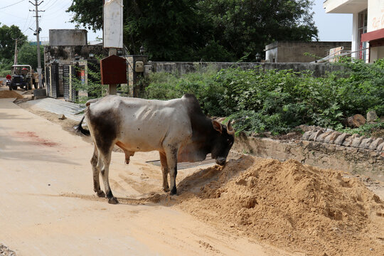 Mucca in mezzo la strada