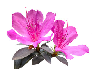 Blooming pink azalea flowers close-up, a plant genus Rhododendron.  Cut out and isolated.