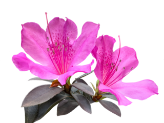 Blooming pink azalea flowers close-up, a plant genus Rhododendron.  Cut out and isolated.