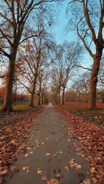 Walkway surrounded by fallen leaves and autumn trees at a local park during the daytime