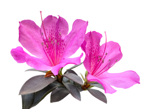 Blooming pink azalea flowers close-up, a plant genus Rhododendron.  Cut out and isolated.