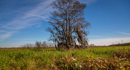 Orlando Wetlands landscapes exposure while doing a airboat tour