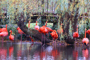 American flamingo (Phoenicopterus ruber) is a large species of flamingo closely related to the...