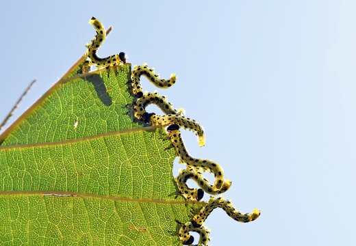 Sawfly (Craesus septentrionalis) pest, family Tenthredinidae. Larvae feeding in group of hazel leaf margins, close up view