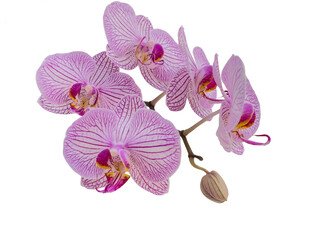 Phalaenopsis orchids with delicate pink lines, also called  moth orchid, butterfly, anggrek bulan or moon orchid. Cut out and isolated.