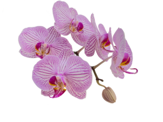 Phalaenopsis orchids with delicate pink lines, also called  moth orchid, butterfly, anggrek bulan or moon orchid. Cut out and isolated.