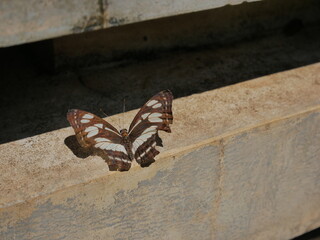 butterfly on the wall