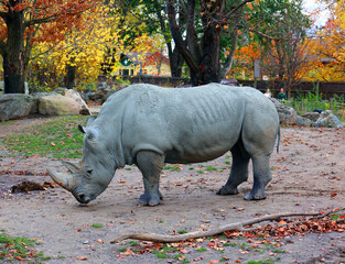 The white rhinoceros or square-lipped rhinoceros is the largest extant species of rhinoceros.  It...