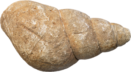 Gray Snail Fossil With Transparent Background