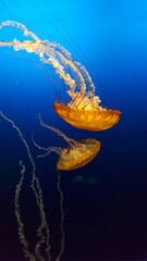 Vertical shot of jellyfishes swimming in the water