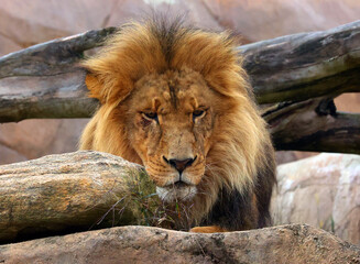 Lion is one of the four big cats in the genus Panthera, and a member of the family Felidae. With...