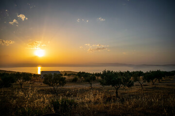 olive grove on the seashore at sunset