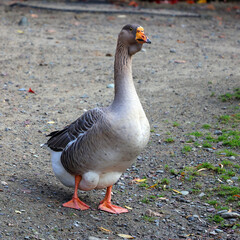 The African Goose in wild, is a breed of goose. The African goose breed most likely originated in China, despite the name.