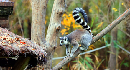 The ring-tailed lemur (Lemur catta) is a large strepsirrhine primate and the most recognized lemur...