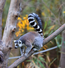 The ring-tailed lemur (Lemur catta) is a large strepsirrhine primate and the most recognized lemur due to its long, black and white ringed tail. 