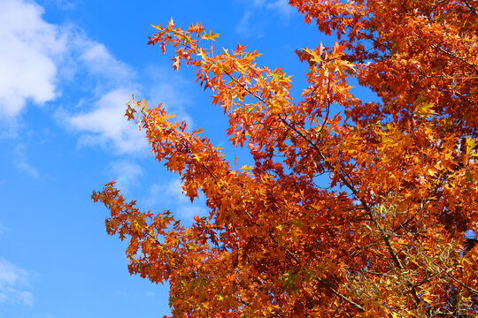 North america fall  folliage eastern township Bromont Quebec province Canada