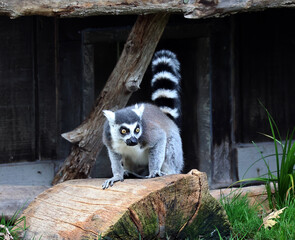 The ring-tailed lemur (Lemur catta) is a large strepsirrhine primate and the most recognized lemur...