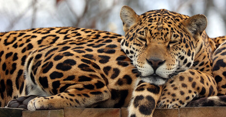 Jaguar is a cat, a feline in the Panthera genus only extant Panthera species native to the Americas. Jaguar is the third-largest feline after the tiger and lion, and the largest in the Americas.